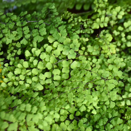 Adiantum aethiopicum ‘Common Maidenhair Fern’