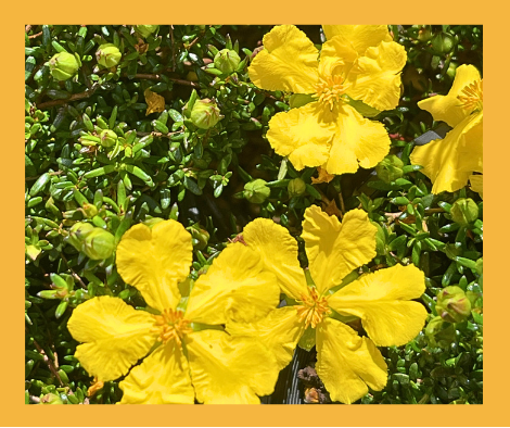 Hibbertia pedunculata ‘Guinea Flower’