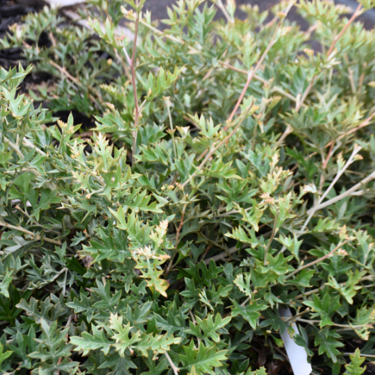 Grevillea willisii ‘Omeo Grevillea’