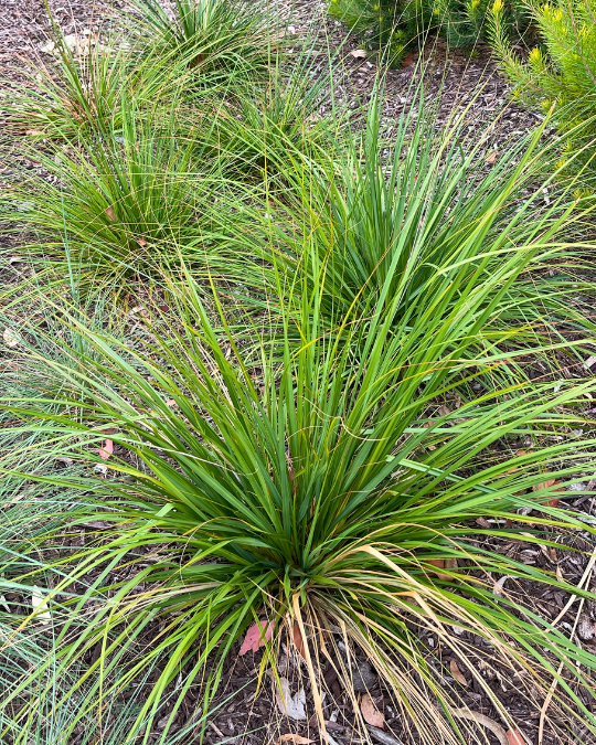 Gahnia sieberiana ‘Red Fruit Saw Sedge’