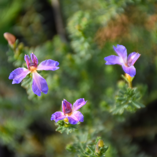 Lechenaultia ‘Rhapsody’
