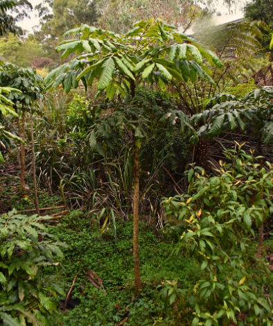 Davidsonia johnsonii ‘Davidson Plum’