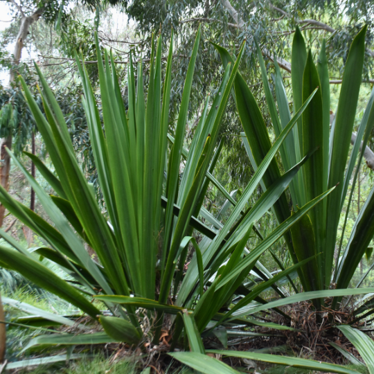 Doryanthes excelsa ‘Gymea Lily’