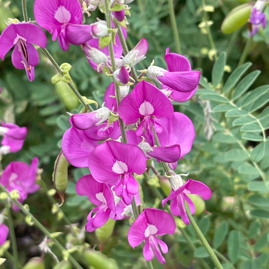 Swainsona greyana ‘Hairy Darling Pea’