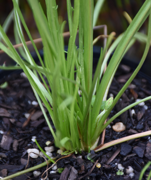 Microseris lanceolata ‘Yam Daisy’