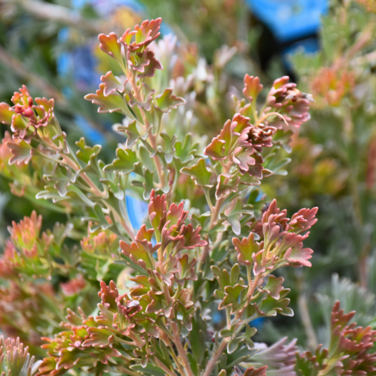 Adenanthos ‘Waratah Bay’