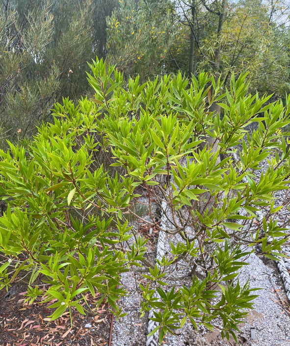Myoporum acuminatum ‘Common Boobialla’