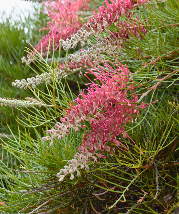 Grevillea ‘Billy Bonkers’