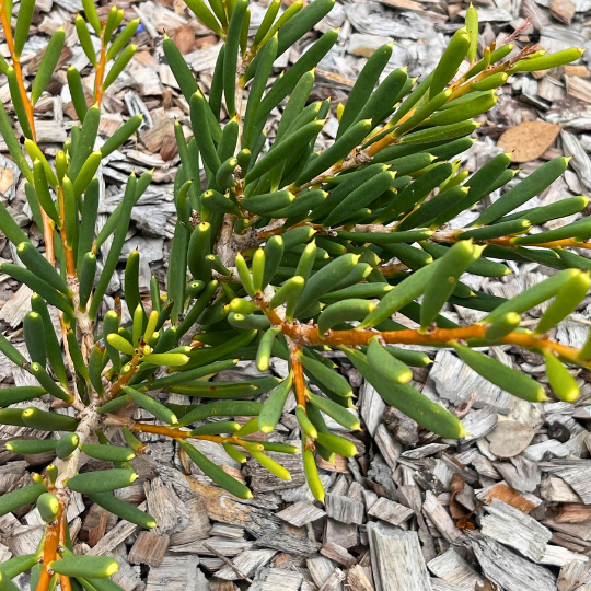 Hakea clavata ‘Coastal Hakea’