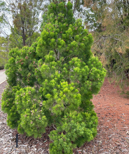 Gymnostoma australianum ‘Daintree Pine’