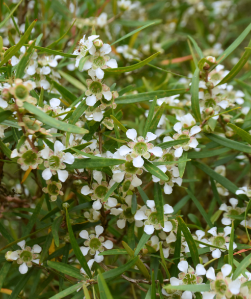 Leptospermum petersonii ‘Lemon-scented Tea Tree’