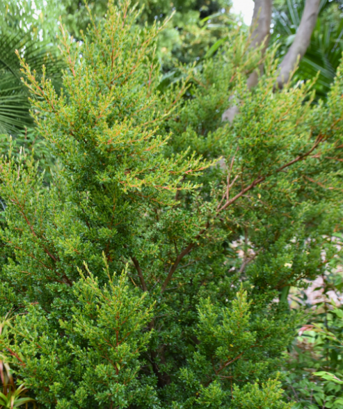 Leptospermum wooroonooran ‘Mountain Tea Tree’