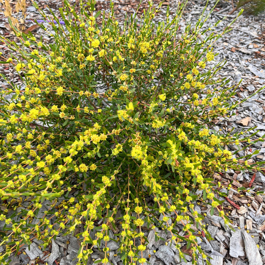 Hypocalymma xanthopetalum ‘Yellow Myrtle’