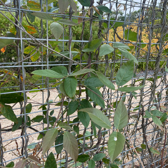 Kennedia rubicunda ‘Dusky Coral Pea’