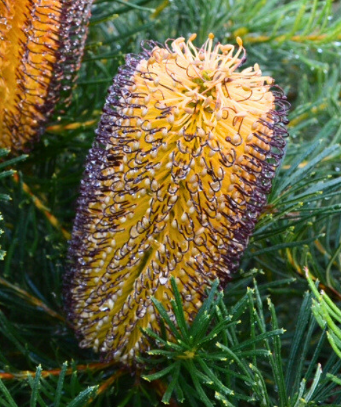 Banksia spinulosa ‘Coastal Cushion’