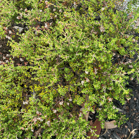 Leionema montanum ‘Mountain Leionema’