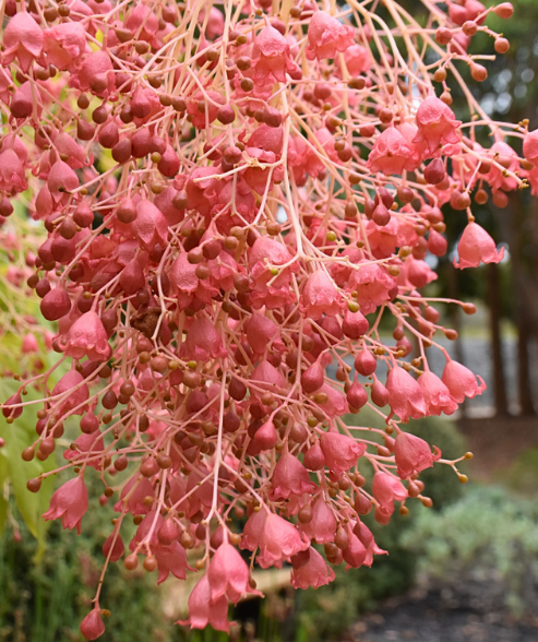 Brachychiton populneus × acerifolius ‘Hybrid Flame Kurrajong Jerilderie Red’