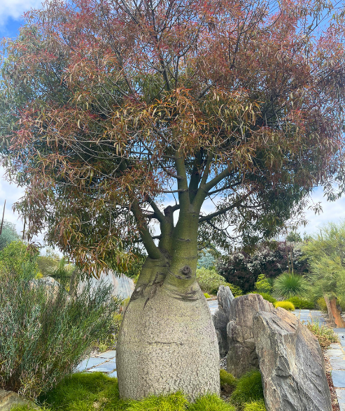 Brachychiton rupestris ‘Queensland Bottle Tree’