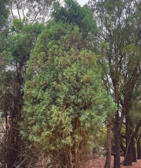 Callitris oblonga ‘South Esk Pine or Tasmanian Cypris Pine’