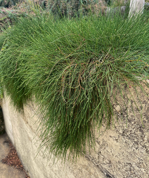 Casuarina glauca prostrate ‘Prostrate Swamp She-oak’