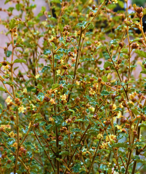 Androcalva loxophylla ‘Desert Kerrawang’