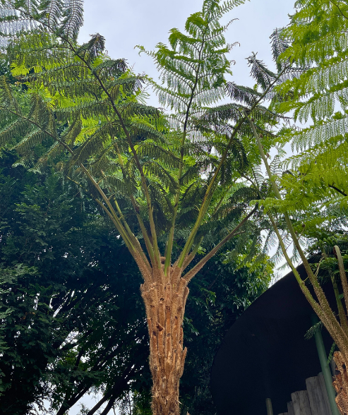 Cyathea cooperi ‘Australian Straw Tree Fern’
