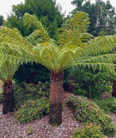 Dicksonia antarctica ‘Soft Tree Fern’