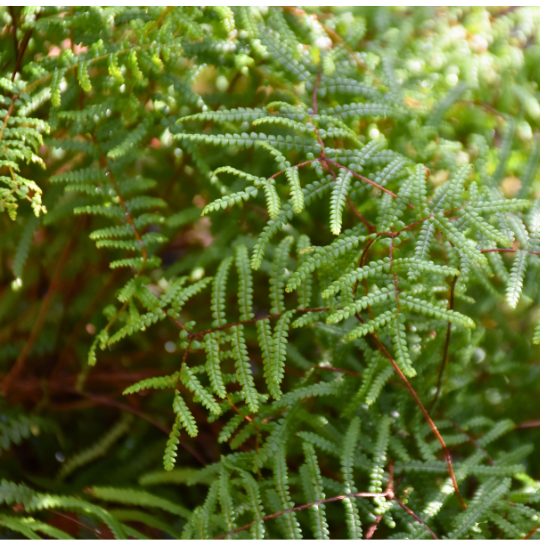 Gleichenia microphylla ‘Scrambling Coral Fern’