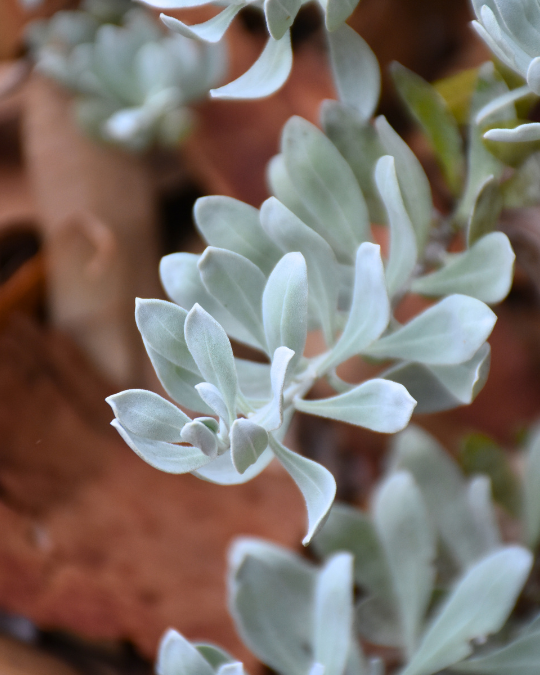 Eremophila ‘Blue Horizon’