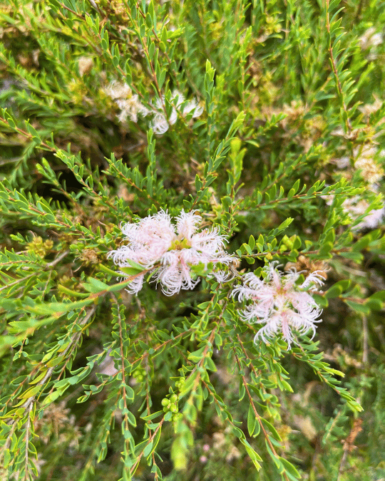 Melaleuca thymifolia ‘Pink Lace’