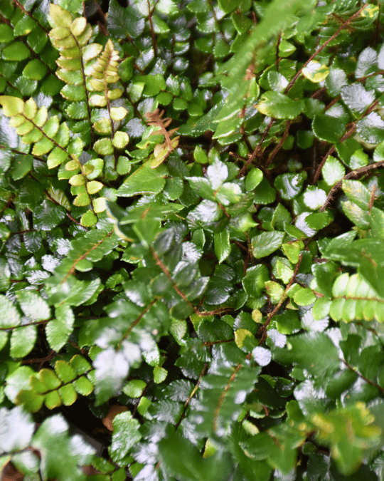 Pellaea falcata nana ‘Dwarf Sickle Fern’