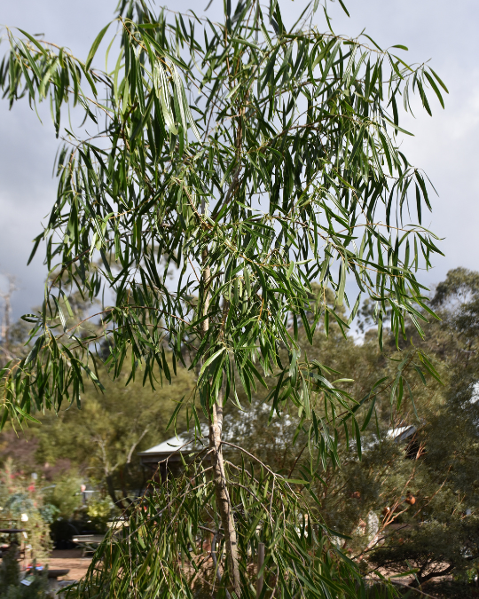 Pittosporum angustifolium ‘Weeping Pittosporum’