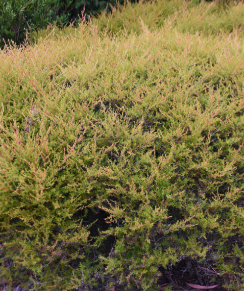 Leptospermum polygalifolium ‘Cardwell Tea Tree’