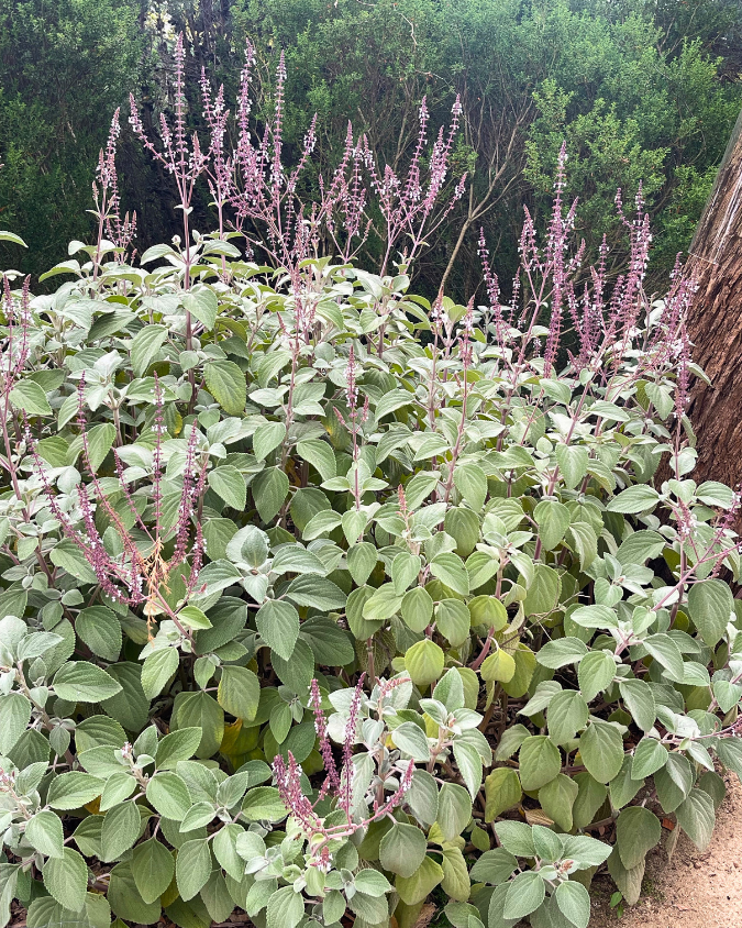 Plectranthus argentatus ‘Silver’