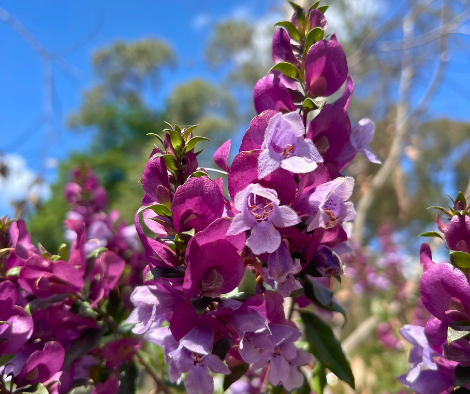 Prostanthera magnifica ‘Magnificent Mint Bush’