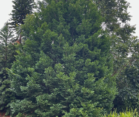 Prumnopitys ladei ‘Mount Spurgeon Black Pine’