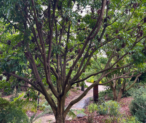 Rhodosphaera phodanthema ‘Deep Yellow Wood’