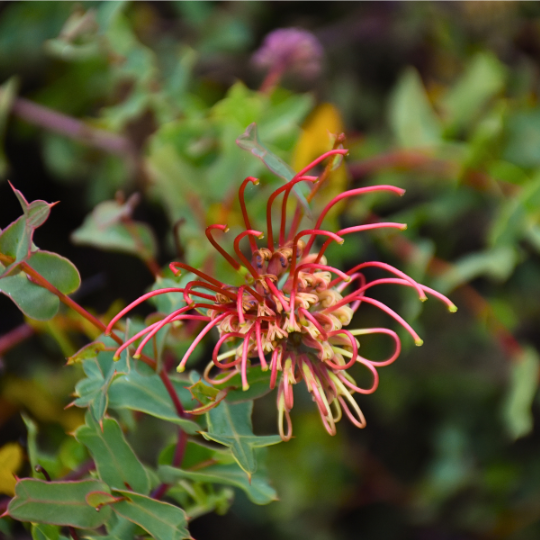 Grevillea maccutcheonii