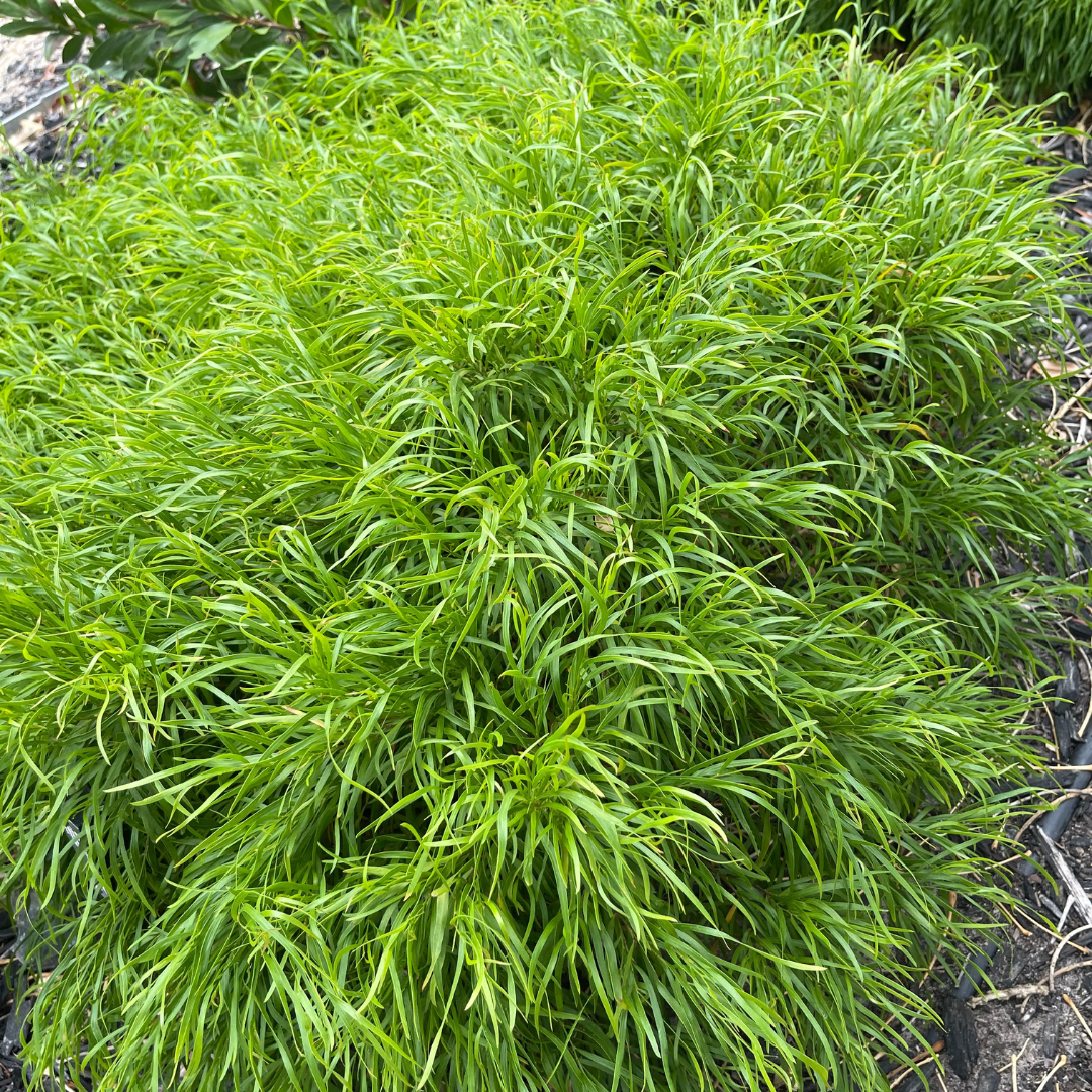 Acacia cognata ‘Fettuccini’