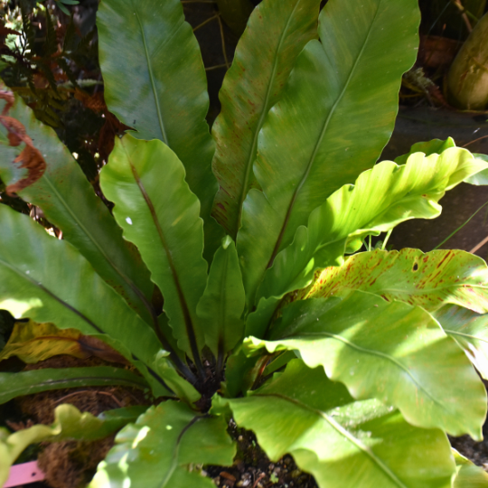 Asplenium australasicum ‘Bird’s Nest Fern’