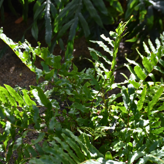 Blechnum minus ‘Soft Water Fern’