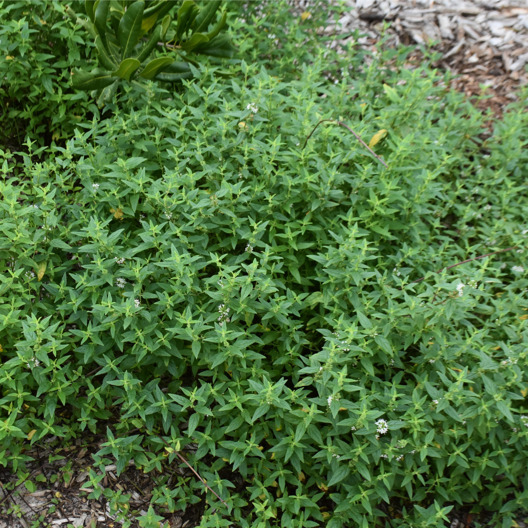 Mentha australis ‘River Mint’