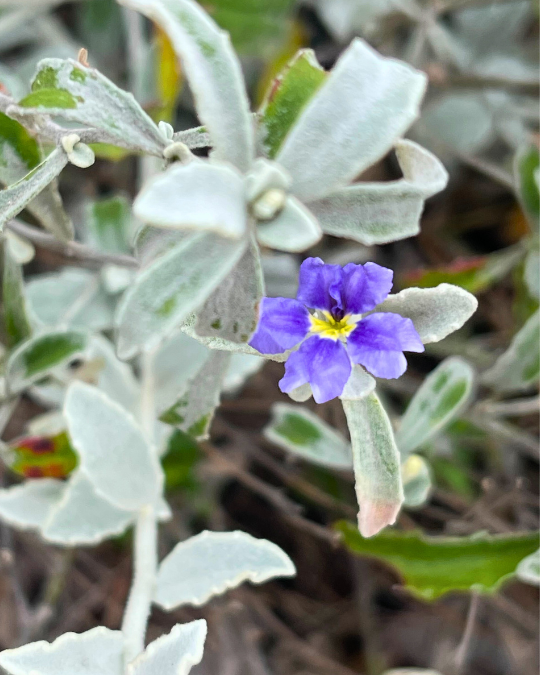 Dampiera altissima ‘Tall Dampiera’