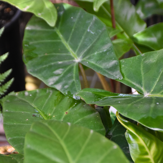 Alocasia ‘Elephant Ear’