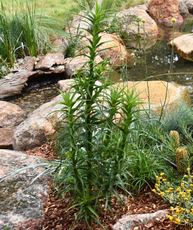 Richea dracophylla ‘Dragon Tree Richea