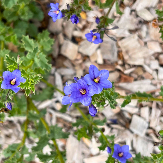 Halgania anagalloides var. Southern ‘Southern Halgania’ formerly Preiss’ Halgania