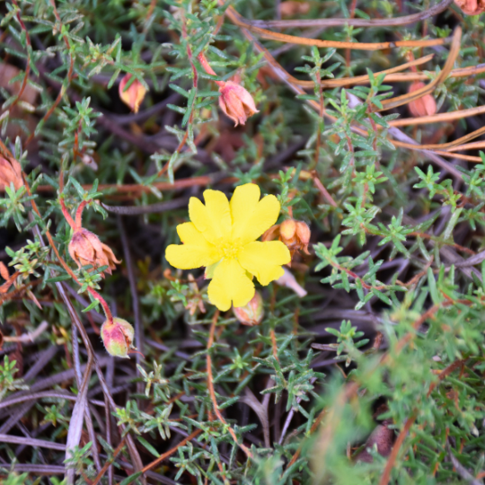 Hibbertia aff. pedunculata ‘Sun Drops’