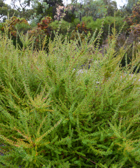Bauera sessiliflora ‘Grampians Bauera’