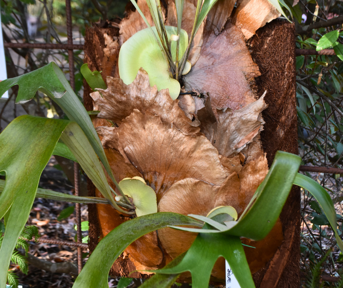 Platycerium bifurcatum ‘Elk Horn Fern’