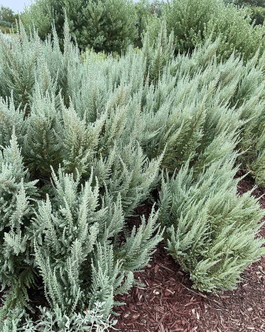 Maireana oppositifolia ‘Heathy Bluebush’